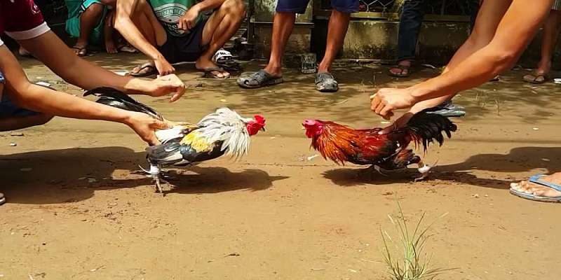 Một số kinh nghiệm khi tham gia chơi đá gà online cực hay